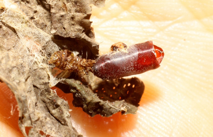 Fig 12. Restos de prepupa <i>Desmia</i> Solis19, junto pupario de mosca eclosionado de la familia (Tachinidae). Voucher 09-SRNP-43114-DHJ474112.jpg.