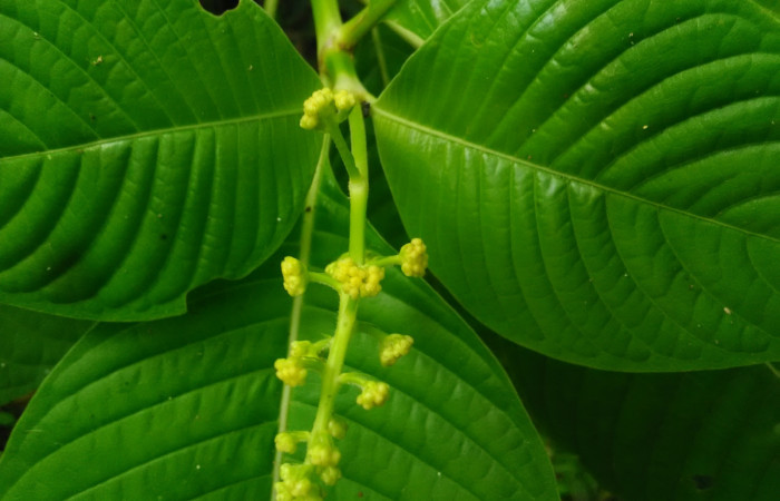 Fig 19. Arbusto <i>Psychotria berteriana</i> con flores, de dos metros de altura; familia (Rubiaceae), una de las plantas hospederas <i>Desmia</i> Solis19, familia (Crambidae) creciendo en Senderos Pila. Foto, Cirilo Umaña, 17/05/2021.