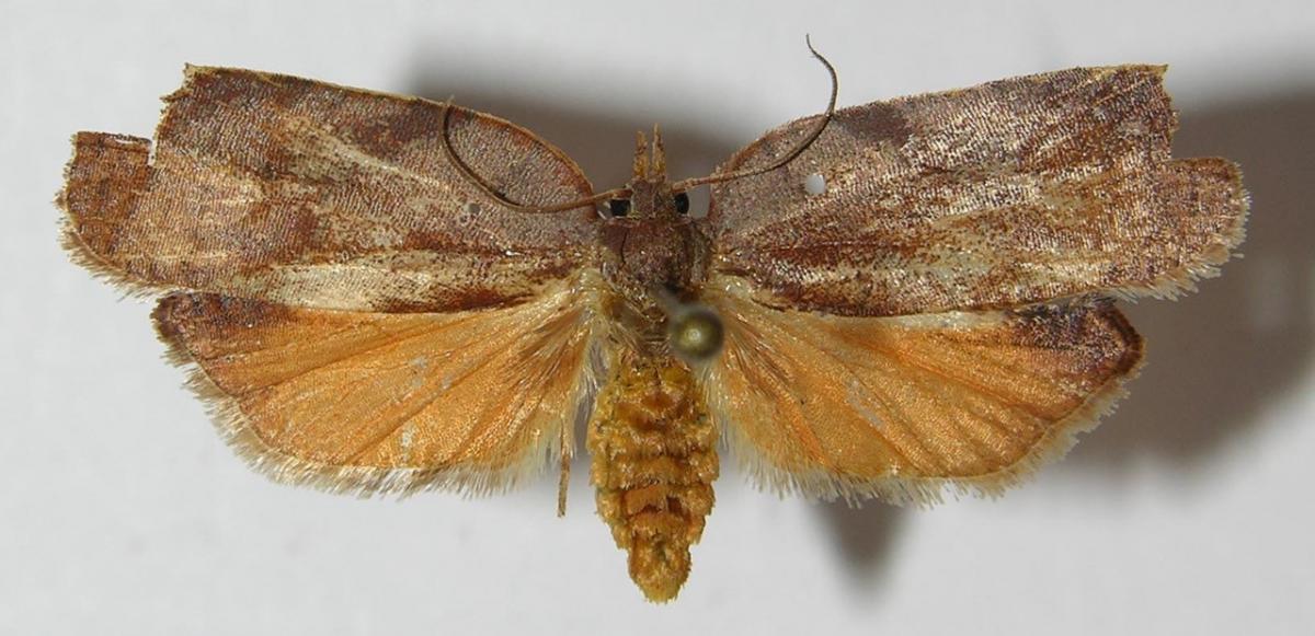 Amorbia productana (Tortricidae) Área de Conservación Guanacaste