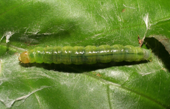 Figura 17. Larva <i>Amorbia cacao</i> (Tortricidae), último estadío (U) vista dorsal, localidad Sendero Derrumbe, Sector Cacao ACG (1220m). Voucher: 07-SRNP-35656-DHJ420140.jpg.