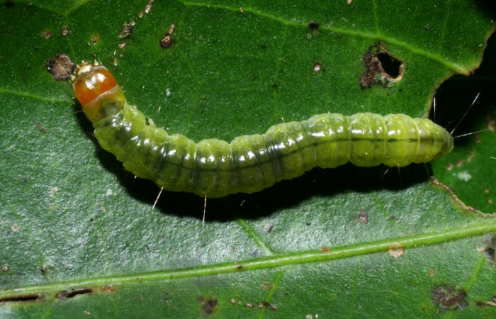 Figura 19. Larva <i>Amorbia eccopta</i> (Tortricidae), último estadío (U) vista dorsal, localidad Sendero Derrumbe, Sector Cacao ACG (1220m). Voucher: 08-SRNP-35731-DHJ441210.jpg.