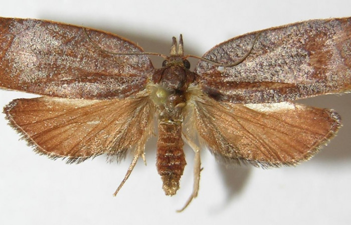 Figura 18. Adulto de <i>Amorbia cacao</i> (Tortricidae), vista dorsal, localidad Sendero Arenales, Sector Cacao ACG (1080m). Voucher: 09-SRNP-36751-DHJ515854.jpg.