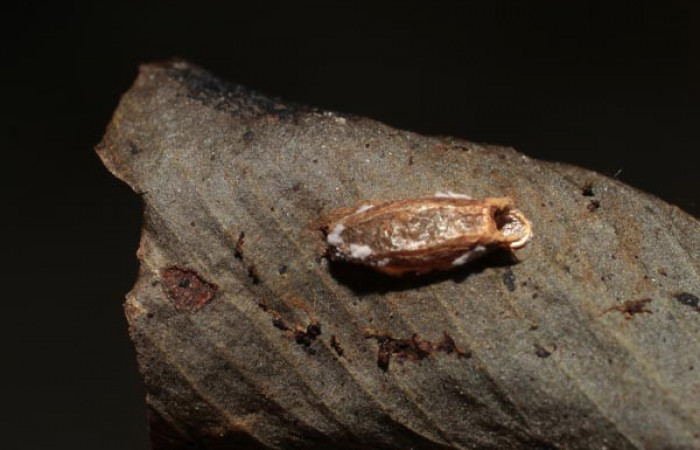 Figura 13. Capullo de parásito <i>Hypomicrogaster</i> Janzen20 (Braconidae) que ataca <i>Amorbia productana</i> (Tortricidae), localidad Estación Biológica Pitilla, Sector Pitilla ACG (675m). Voucher: 10-SRNP-30314-DHJ498091.jpg.