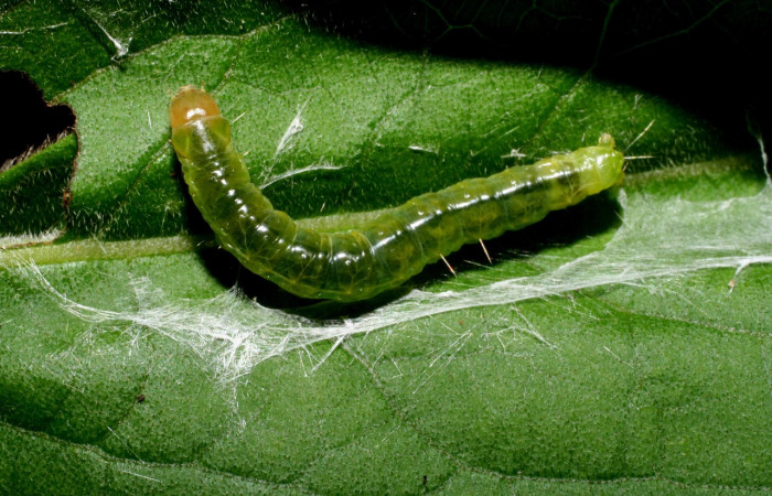 Figura 21. Larva <i>Amorbia concavana</i> (Tortricidae), último estadío (U) vista dorsal, localidad Quebrada Tibio Perla, Sector Mundo Nuevo ACG (330m). Voucher: 10-SRNP-55555-DHJ473291.jpg.