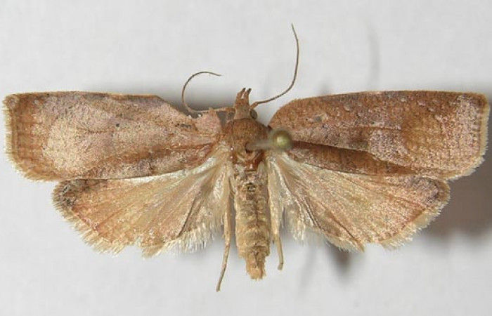 Figura 20. Adulto de <i>Amorbia eccopta</i> (Tortricidae), vista dorsal, localidad Sendero Derrumbe, Sector Cacao ACG (1220m). Voucher: 11-SRNP-35119-DHJ546538.jpg.