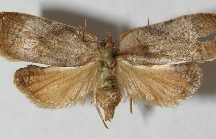 Figura 16. Adulto de <i>Amorbia decerptana</i> (Tortricidae), vista dorsal, localidad Potrero Argentina, Sector San Cristóbal ACG (520m). Voucher: 12-SRNP-2333-DHJ568716.jpg.