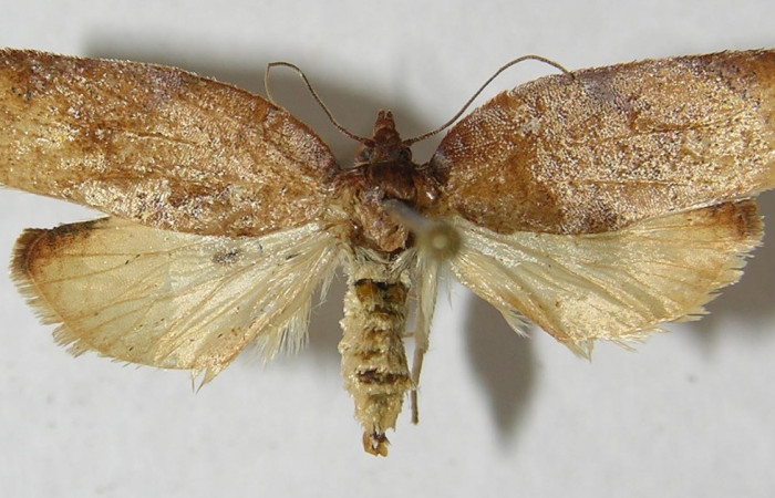 Figura 24. Adulto de <i>Amorbia emigratella</i> (Tortricidae), vista dorsal, localidad Sendero Vivero, Sector San Cristóbal ACG (730m). Voucher: 12-SRNP-4022-DHJ568930.jpg.