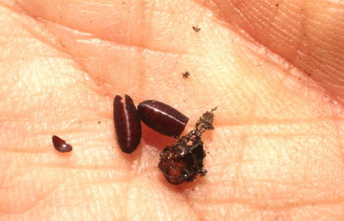 Figura 14. Restos de puparios de parásitos <i>Actia</i> Janzen06 (Tachinidae) que ataca <i>Amorbia productana</i> (Tortricidae), localidad Río Blanco Abajo, Sector San Cristobal ACG (500m). Voucher: 12-SRNP-4922-DHJ801198.jpg.