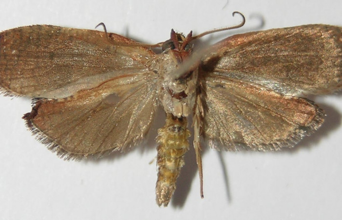 Figura 8. Adulto de <i>Amorbia productana</i> (Tortricidae), macho vista ventral, localidad Finca San Gabriel, Sector San Cristóbal ACG (645m). Voucher: 13-SRNP-1573-DHJ573373.jpg.