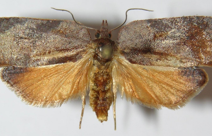 Figura 9. Adulto de <i>Amorbia productana</i> (Tortricidae), hembra vista dorsal, localidad Sendero Juntas, Sector Rincón Rain Forest ACG (400m). Voucher: 13-SRNP-43341-DHJ573384.jpg.