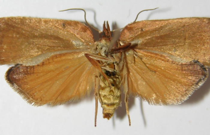 Amorbia productana (Tortricidae) Área de Conservación Guanacaste
