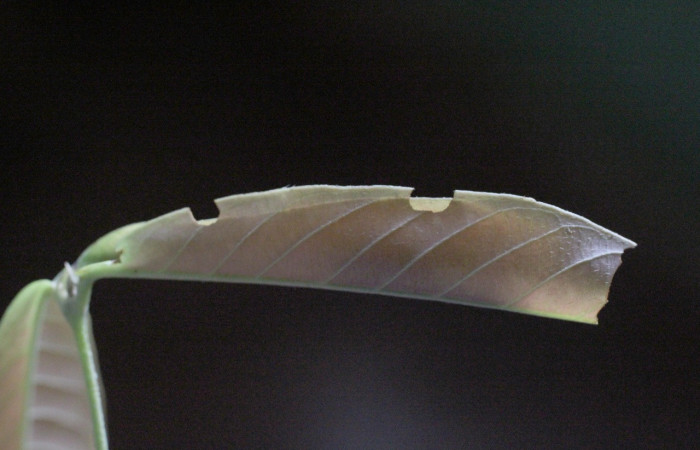 Figura 2. Habitat de <i>Amorbia productana</i> (Tortricidae), vista lateral, localidad Jardín Estrada, Sector San Cristóbal ACG (722m). Voucher: 14-SRNP-3065-DHJ487499.jpg.