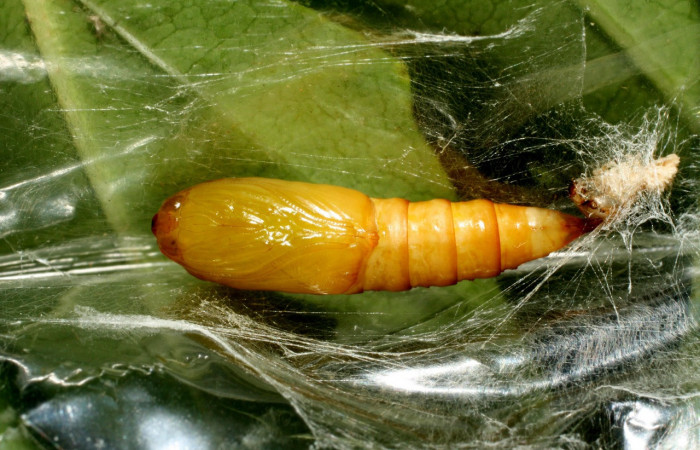 Figura 6. Pupa de <i>Amorbia eccopta</i> (Tortricidae), vista ventral, localidad Sendero Nayo, Sector Cacao ACG (1090m). Voucher: 14-SRNP-35175-DHJ490606.jpg.