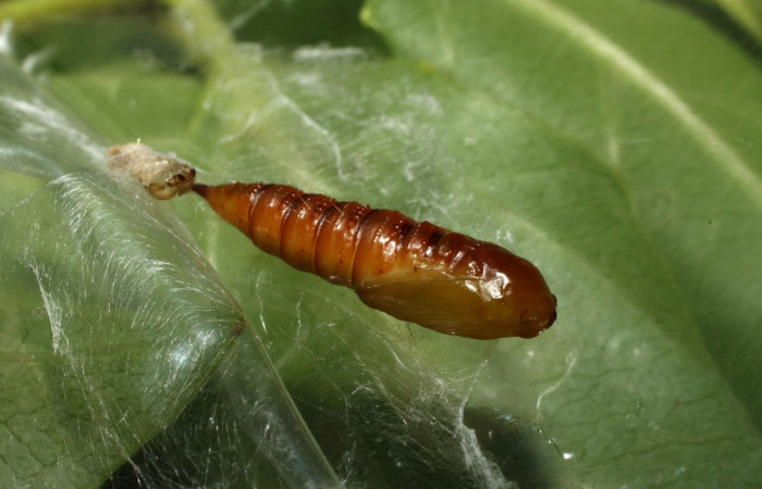 Figura 5. Pupa de <i>Amorbia eccopta</i> (Tortricidae), vista lateral, localidad Sendero Nayo, Sector Cacao ACG (1090m). Voucher: 14-SRNP-35175-DHJ490607.jpg.