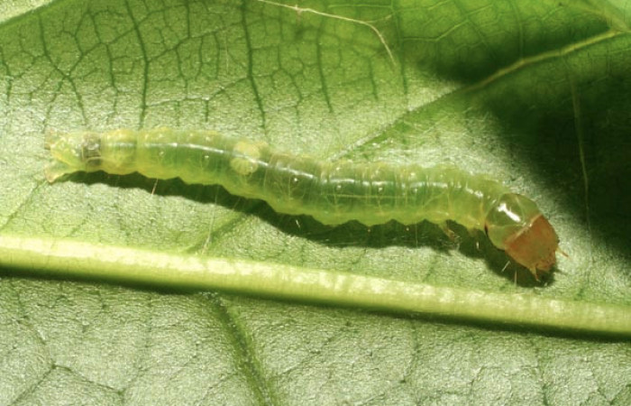 Figura 4. Larva <i>Amorbia productana</i> (Tortricidae), último estadío (U) vista dorsal, localidad Gallinazo, Sector Brasilia ACG (360m). Voucher: 14-SRNP-65138-DHJ488120.jpg.