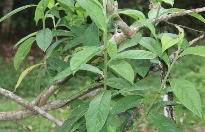 Figura 27. Planta hospedera de <i>Amorbia productana</i> (Tortricidae), planta llamada <i>Lepidaploa tortuosa</i> (Asteraceae), localidad Estación Biológica Quica, Sector Pitilla ACG (470m), foto: Ricardo Calero 11 Mayo 2021.