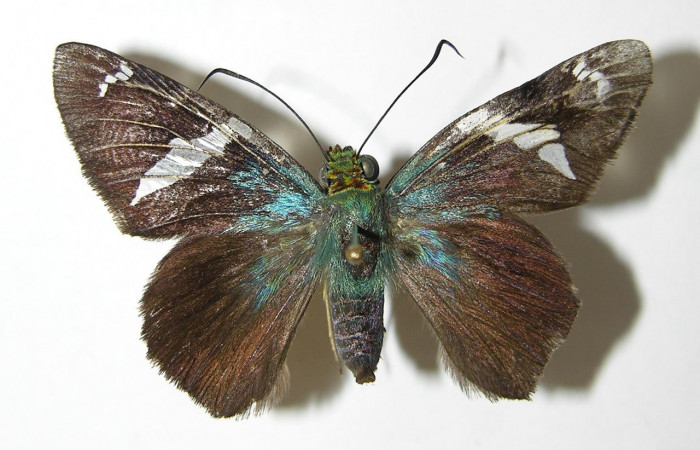 Figura 11. Adulto <i>Astraptes</i> Janzen44 (Hesperiidae), (hembra) vista dorsal, localidad Camino Rio Francia, Sector Rincon Rain Forest ACG  (410m). Voucher: 03-SRNP-11423-DHJ341150.jpg.