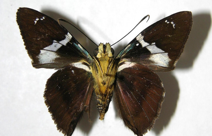 Figura 10. Adulto <i>Astraptes</i> Janzen44 (Hesperiidae), (macho) vista ventral, localidad Garzasol, Sector Rincon Rain Forest ACG  (400m). Voucher: 07-SRNP-42567-DHJ382467.jpg.