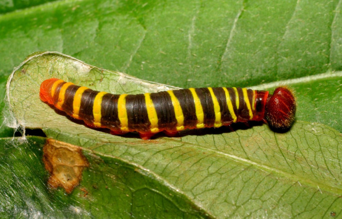 Figura 4. Larva <i>Astraptes</i> Janzen44 (Hesperiidae), en tercer estadío (PPU), vista lateral, localidad Garzasol Sector Rincon Raiin Forest (ACG) (400m). Voucher: 07-SRNP-42567-DHJ431018.jpg