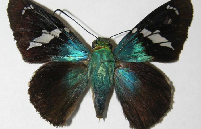 Figura 9. Adulto <i>Astraptes</i> Janzen44 (Hesperiidae), (macho) vista dorsal, localidad Estación Llanura, Sector Rincon Rain Forest ACG  (135m). Voucher: 09-SRNP-75531-DHJ518740.jpg.