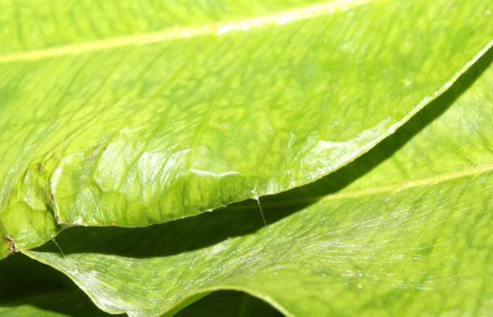 Figura 2. Casita de <i>Astraptes</i> Janzen44 (Hesperiidae), localidad Sendero Manguera Sector Pitilla (ACG) (470m). Voucher: 17-SRNP-70832-DHJ737262.jpg
