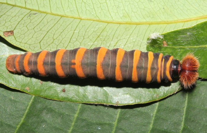 Figura 6. Larva <i>Astraptes</i> Janzen44 (Hesperiidae), en último estadío (U), vista dorsal, localidad Sendero Manguera Estación Quica Sector Pitilla ACG (470m). Voucher: 17-SRNP-70832-DHJ737277.jpg.
