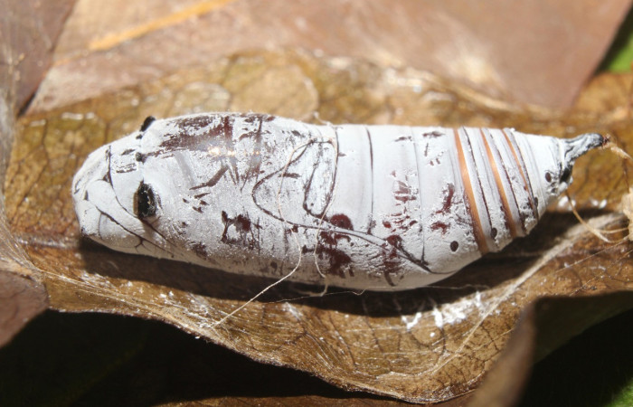 Figura 7. Pupa de <i>Astraptes</i> Janzen44 (Hesperiidae), vista lateral, localidad Sendero Manguera Estación Quica Sector Pitilla ACG (470m)). Voucher: 17-SRNP-70832-DHJ737286.jpg.
