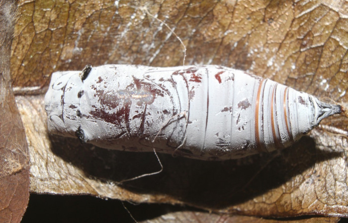 Figura 8. Pupa de <i>Astraptes</i> Janzen44 (Hesperiidae), vista dorsal, localidad Sendero Manguera Estación Quica Sector Pitilla ACG (470m)). Voucher: 17-SRNP-70832-DHJ737287.jpg.