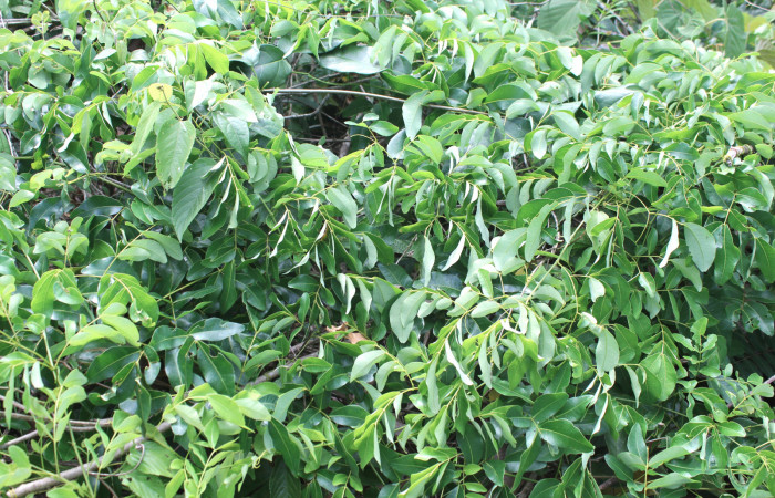 Figura 14. Planta hospedera de <i>Astraptes</i> Janzen44 (Hesperiidae), esta planta se llama <i>Entada gigas</i> (Fabaceae), localidad Sendero Manguera Estación Quica Sector Pitilla ACG (470m). Foto IMG_8025 jpg