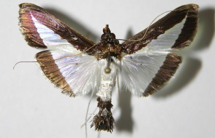 Fig. 24. Vista dorsal de <i>Diaphania</i> hyalinataDHJ01 (Crambidae). Voucher: 04-SRNP-2826-DHJ336274.jpg