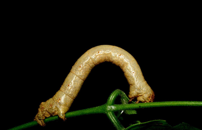 Figura 8. <i>Oxydia vesulia</i>  de la familia, (Geometridae), en posición lateral mostrando espiráculos por den respira. Voucher. 07-SRNP-60927-DHJ435203.pedir