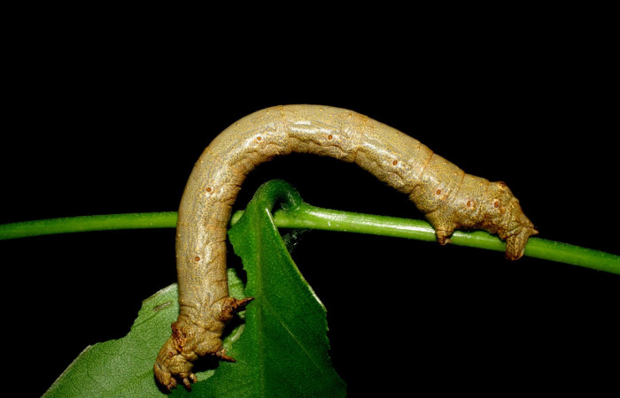 Figura 7. <i>Oxydia vesulia</i>  de la familia, (Geometridae), en posición lateral mostrando espiráculos por donde respira. Voucher. 07-SRNP-60927-DHJ435204. pedir