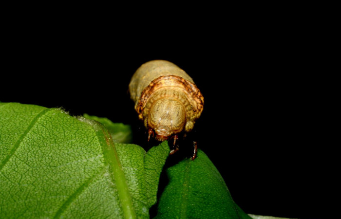 Figura 6. <i>Oxydia vesulia</i>  de la familia, (Geometridae), en posición frontal mostrando la cabeza. Voucher. 07-SRNP-60927-DHJ435205. pedir