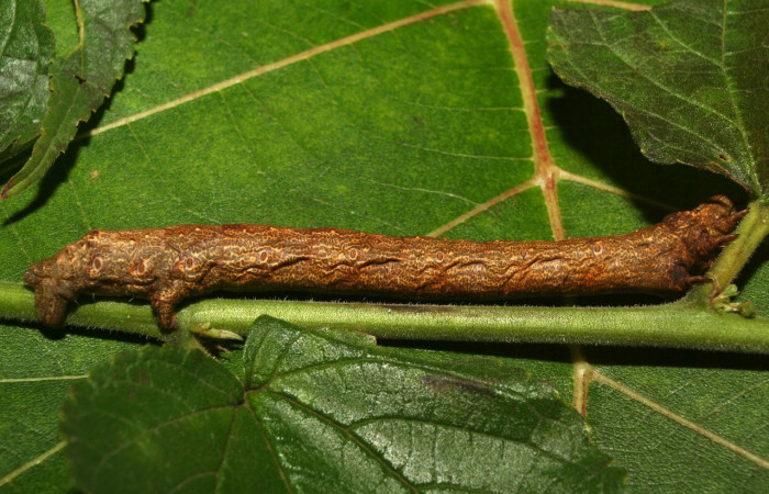 Figura 9. <i>Oxydia vesulia</i>  de la familia, (Geometridae), en posición lateral. Voucher 12-SRNP-71666-DHJ495571.