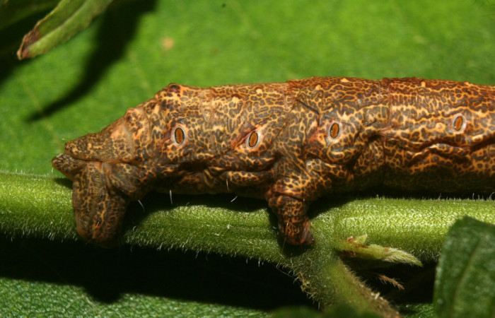 Figura 10. <i>Oxydia vesulia</i>  de la familia, (Geometridae), en posición lateral mostrando parte trasera y espiráculos por donde respira. Voucher 12-SRNP-71666-DHJ495572.