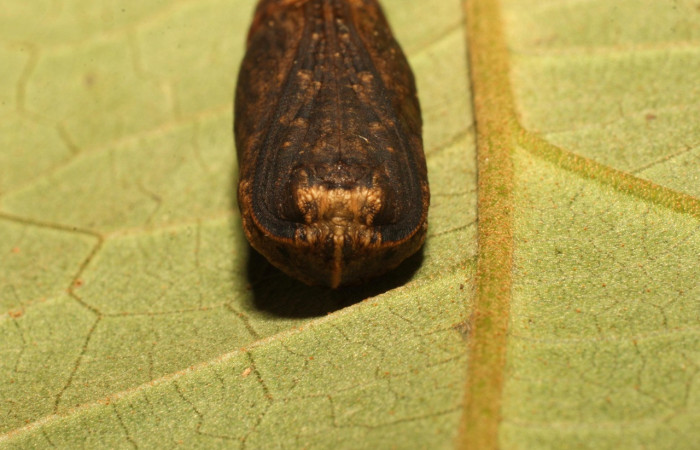 Figura 12. Pupa de <i>Oxydia vesulia</i>  de la familia, (Geometridae), posición frontal. Voucher 19-SRNP-35773-DHJ770294.
