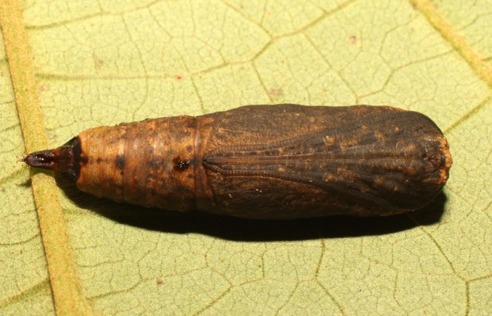 Figura 11. Pupa de <i>Oxydia vesulia</i>  de la familia (Geometridae), posición dorsal. Voucher 19-SRNP-35773-DHJ770295.