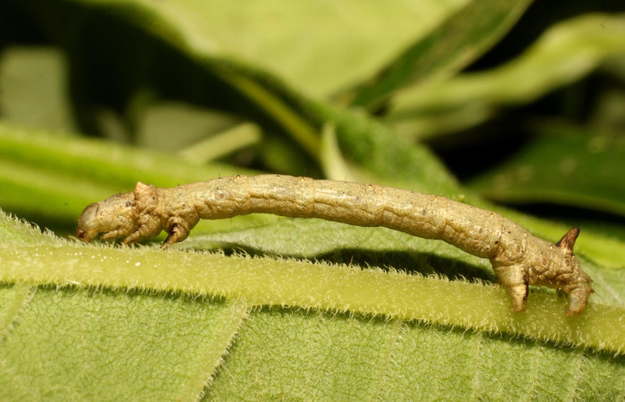Figura 3. <i>Oxydia vesulia</i> de la familia, (Geometridae): En posición lateral. Voucher, 19-SRNP-35773-DHJ770420.