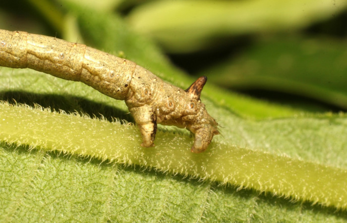 Figura 4. <i>Oxydia vesulia</i>  de la familia, (Geometridae): En posición lateral.mostrando parte tracera Voucher, 19-SRNP-35773-DHJ770421.