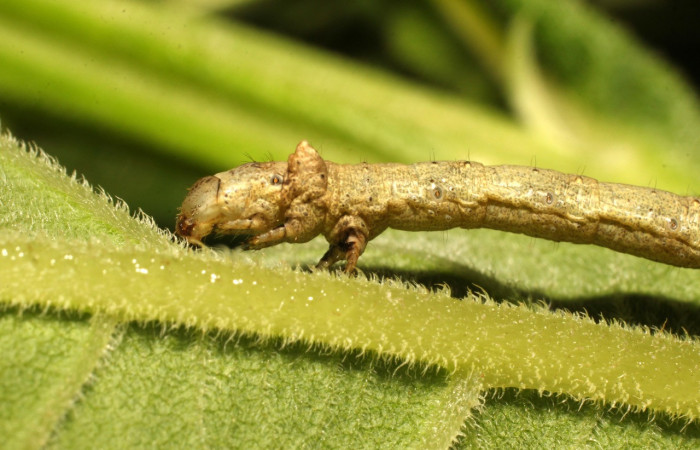 Figura 5. <i>Oxydia vesulia</i>  de la familia, (Geometridae). en posición lateral, mostrando parte de la cabeza y tórax. Voucher. 19-SRNP-35773-DHJ770422.