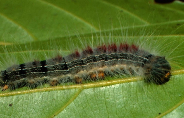 Figura 18. Larva <i>Euglyphis</i>   amathuriaDHJ01 (Lasiocampidae), posición lateral en <i>Ocotea veraguensis</i> (Lauraceae). Area de Conservación Guanacaste, Sector San Cristobal. 00-SRNP-21802- DHJ56466.jpg.