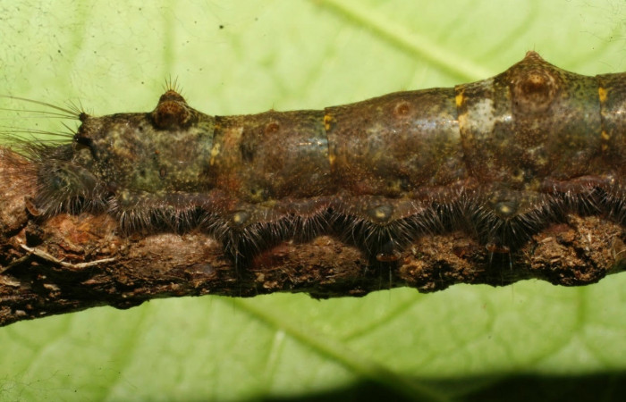Figura 7. Larva  <i>Euglyphis sonia</i> (Lasiocampidae), posición cola lateral en <i>Ocotea veraguensis</i>  (Lauraceae). Area de Conservación Guanacaste, Sector Cacao. 08-SRNP-21978-DHJ438318.jpg.