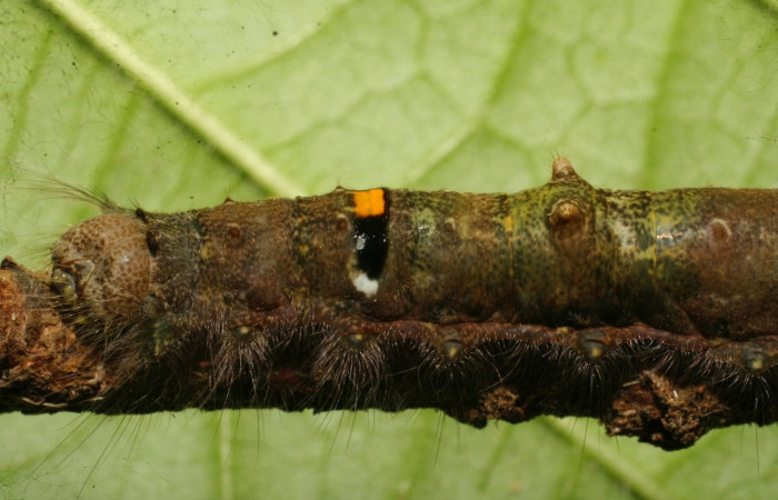 Figura 6. Larva <i>Euglyphis sonia</i> (Lasiocampidae), posición cabeza lateral en <i>Ocotea veraguensis</i> (Lauraceae). Area de Conservación Guanacaste, Sector Cacao. (Lauraceae).08-SRNP-21978-DHJ438319.jpg.