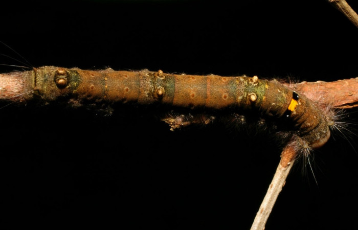 Figura 5. Larva <i>Euglyphis sonia</i> (Lasiocampidae), posición dorsal en <i>Ocotea veraguensis</i> (Lauraceae). Area de Conservación Guanacaste, Sector Cacao. 08-SRNP-21979-DHJ438328.jpg.