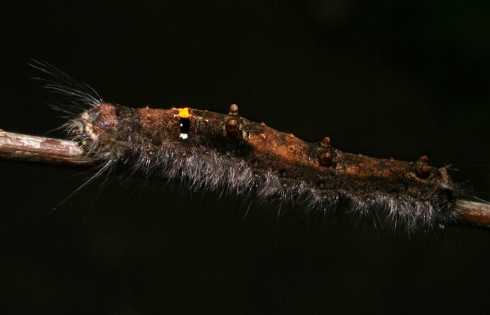 Figura 3. Larva <i>Euglyphis sonia</i> (Lasiocampidae), posición dorsal en <i>Ocotea veraguensis</i> (Lauraceae). Area de Conservación Guanacaste, Sector Cacao. 08-SRNP-57973-DHJ446823.jpg.  
