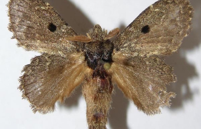 Figura 20. Adulto  <i>Euglyphis</i> amathuriaDHJ01 (Lasiocampidae), macho posición dorsal. Área de Conservación Guanacaste, Sector Santa Rosa. 09-SRNP- 873-DHJ508520.     