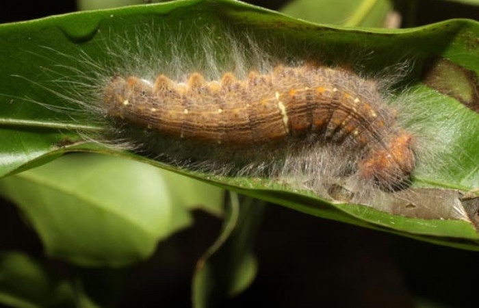 Figura 14 Larva <i>Euglyphis</i>  phyllisDHJ01 (Lasiocampidae), posición dorsal en <i>Ocotea veraguensis</i> (Lauraceae). Area de Conservación Guanacaste, Sector Santa Rosa. 10-SRNP-14032- DHJ476686.jpg.