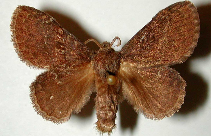 Figura 16. Adulto <i>Euglyphis</i> phyllisDHJ01 (Lasiocampidae), macho posición dorsal. Área de Conservación Guanacaste, Sector Santa Rosa. 90-SRNP-1239- DHJ33196.