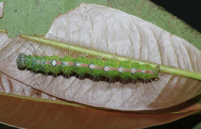  Larva en posición dorsal de <i>Iscadia purpurascens</i> (Nolidae), U estadio. Sector San Cristóbal, Sendero Huerta. Voucher 16-SRNP-365-DHJ704065.jpg.