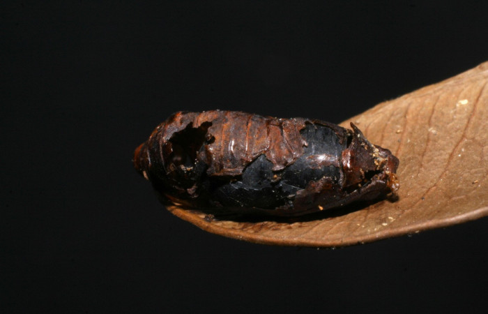  Pupa en posición dorsal de <i>Iscadia purpurascens</i> (Nolidae). Sector Santa Del Oro, Quebrada Trigal. Voucher 06-SRNP-20280-DHJ447687.jpg.